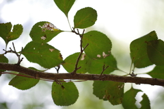 Crataegus viridis