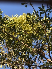 Dendrophthoe pentandra