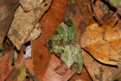 Pachyplastis apicalis