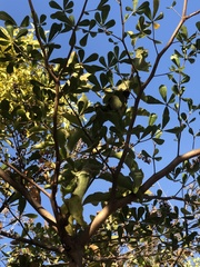 Dendrophthoe pentandra