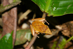 Pristimantis chiastonotus