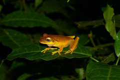 Boana multifasciata