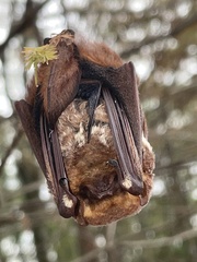 Lasiurus seminolus