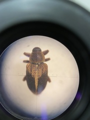 Lignyodes enucleator
