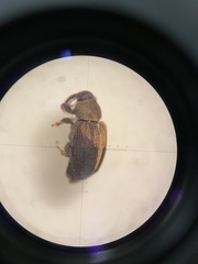 Lignyodes enucleator