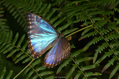 Morpho rhodopteron