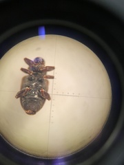 Lignyodes enucleator