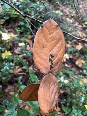Cameraria gaultheriella