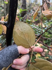 Cameraria gaultheriella