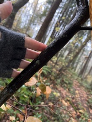 Cameraria gaultheriella