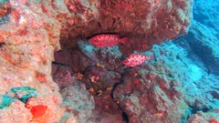 Heteropriacanthus fulgens