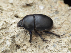 Sericotrupes niger
