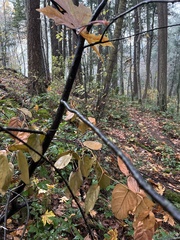 Cameraria gaultheriella