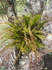 Acianthera glumacea