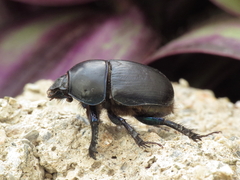 Sericotrupes niger
