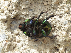 Sericotrupes niger