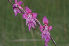Gladiolus laxiflorus