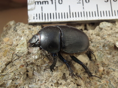 Sericotrupes niger