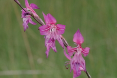 Gladiolus laxiflorus