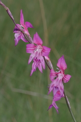 Gladiolus laxiflorus