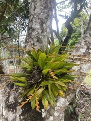 Acianthera glumacea