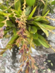 Acianthera glumacea