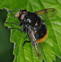 Volucella bombylans