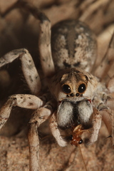 Pavocosa