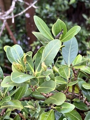 Avicennia germinans