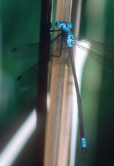 Lestes eurinus
