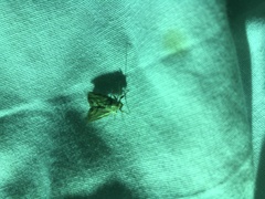 Acentropinae