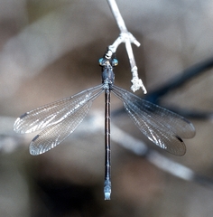 Lestes eurinus