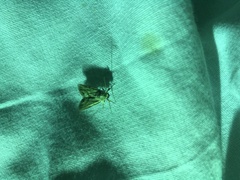 Acentropinae