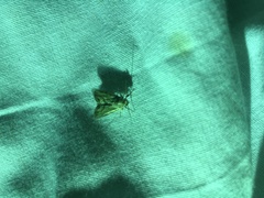 Acentropinae