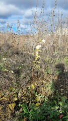 Symphoricarpos albus