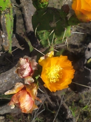 Opuntia megapotamica