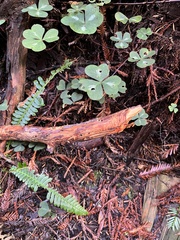 Phloeosinus sequoiae