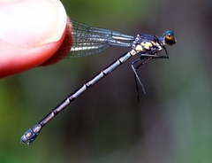 Lestes eurinus