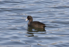 Fulica atra atra