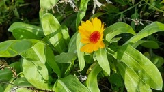 Calendula officinalis