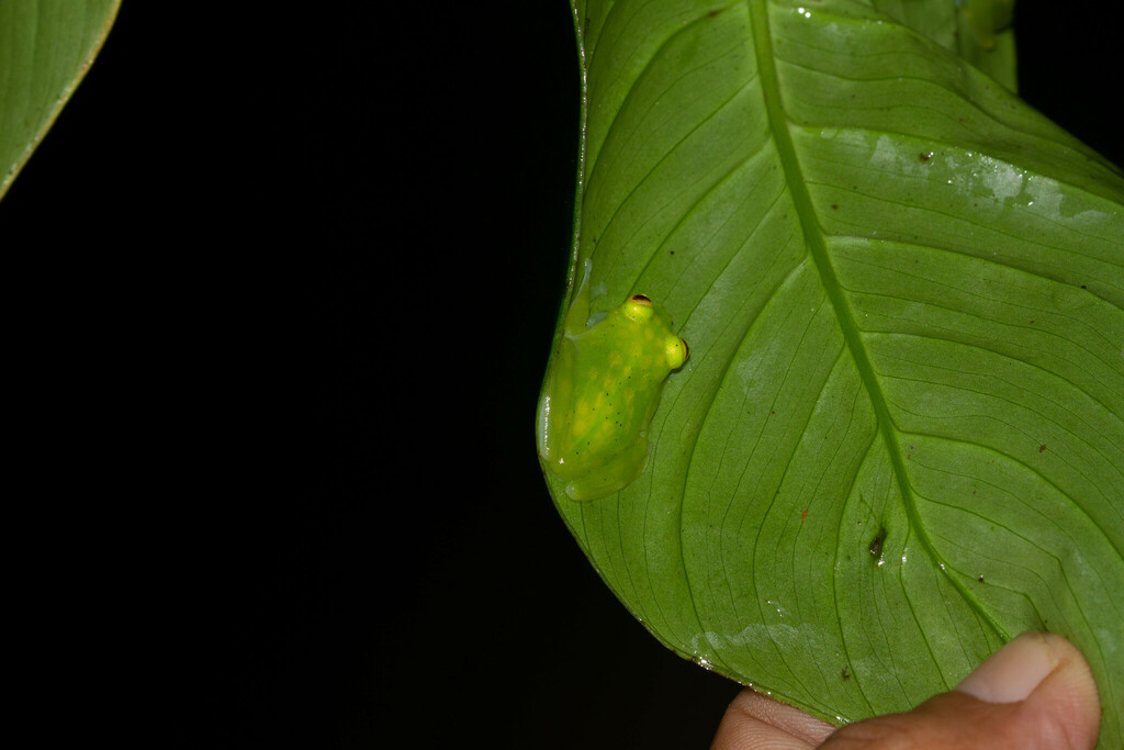 Banded-limb Glassfrog