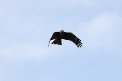 Milvus migrans lineatus