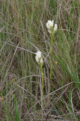 Phaius occidentalis