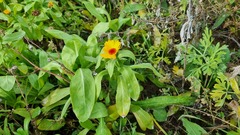 Calendula officinalis