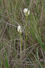 Phaius occidentalis
