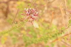 Pyrisitia lisa centralis