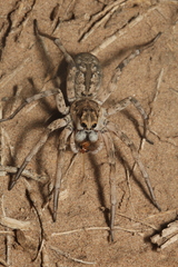 Pavocosa