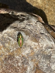 Aristosoma suturalis