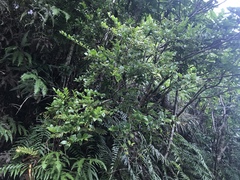 Vaccinium bracteatum wrightii