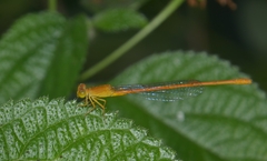 Ceriagrion rubiae